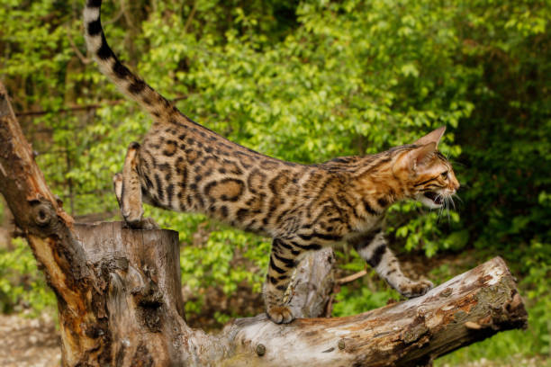 istock Bengal Cat outdoor 672559506