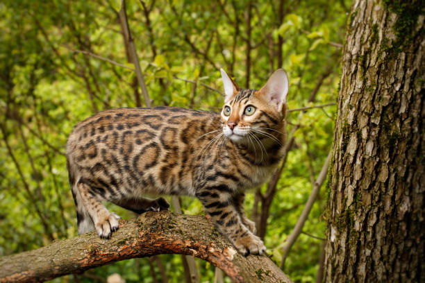 istock Bengal Cat outdoor 672559764