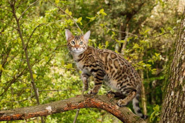 istock Bengal Cat outdoor 672561940