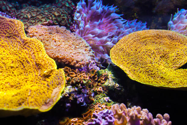 corail sous-marin coloré - vitality sea aquatic atoll photos et images de collection