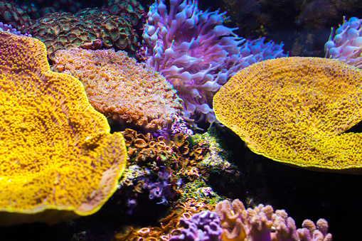 Detail view of colorful coral reef with hard corals at the bottom of tropical sea water background