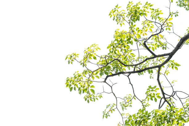 istock Close up of a tree branch 672566166