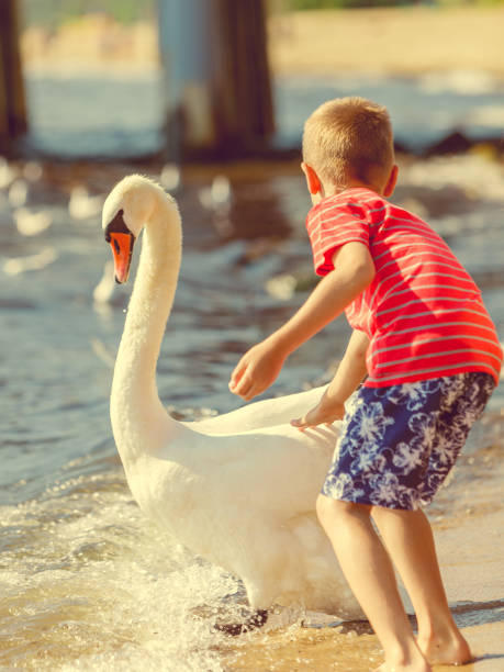 istock Little boy with beautiful swan. 672566430