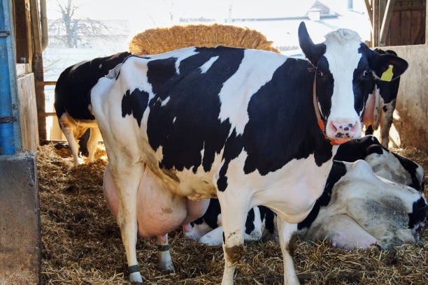istock Funny cow with full milky udders 672566698