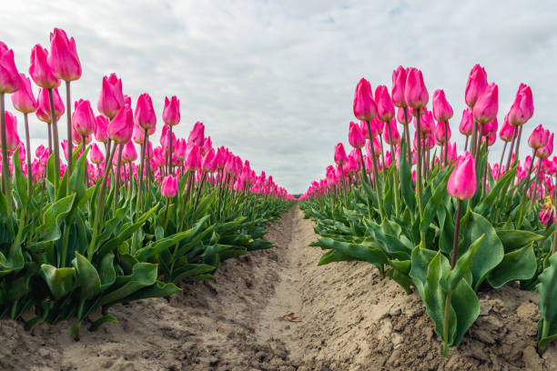 istock Light pink budding and flowering tulip blooms in long rows 672568998