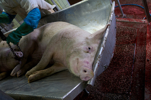 the rare documented process of slaughtering in a german slaughtery…
