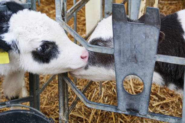 istock Two little calfs snuggling 672569468