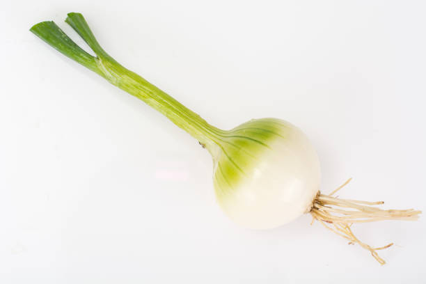 The head of young white onion with roots. Studio Photo