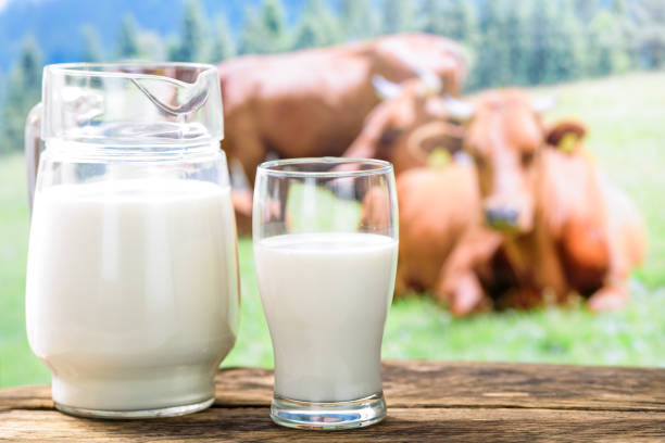 istock Cows and milk in the glass 672570502