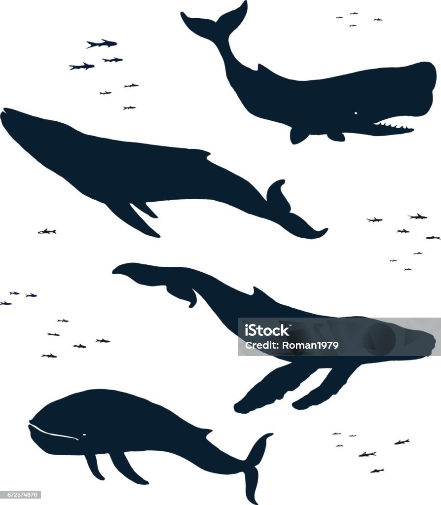 Marine mammals. Silhouette Marine mammals. Silhouette. Blue humpback and sperm whales. Isolated illustration In Silhouette stock vector