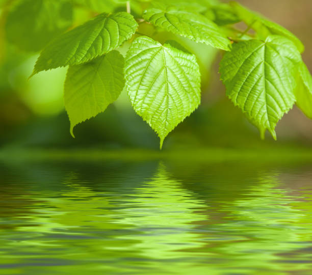 istock Green leaves of beech tree reflecting in water 672578404