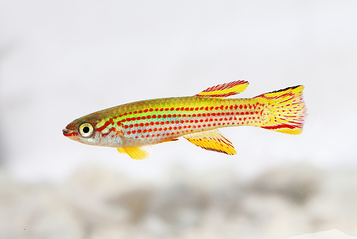Red-Striped Killifish Male Aphyosemion striatum tropical aquarium fish