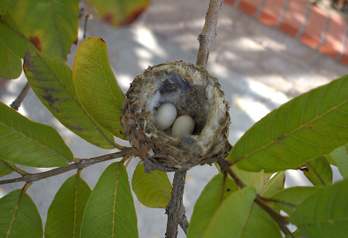 A snapshot of two eggs before they hatched inside a nest in my backyard several years ago.
