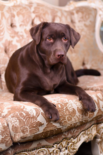 istock Brown Labrador puppy lying on a luxurious vintage sofa 672582728