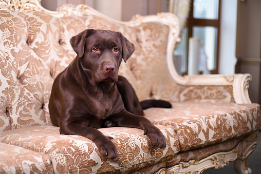 Brown Labrador puppy lying on a luxurious vintage sofa in the living room