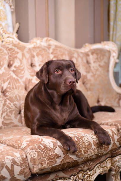 istock Brown Labrador puppy lying on a luxurious vintage sofa 672582752