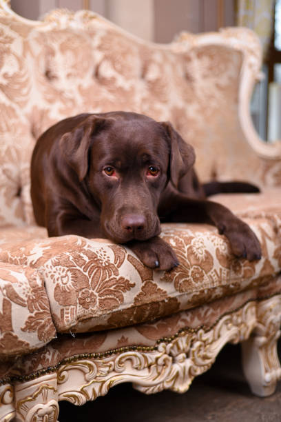 istock Brown Labrador puppy lying on a luxurious vintage sofa 672582754