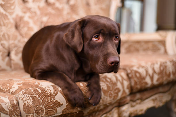 istock Brown Labrador puppy lying on a luxurious vintage sofa 672582786