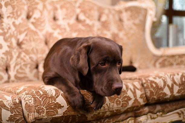 istock Brown Labrador puppy lying on a luxurious vintage sofa 672582800