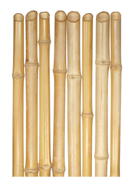 istock The trunks of various thicknesses of dry bamboo isolated on white background. 672583730