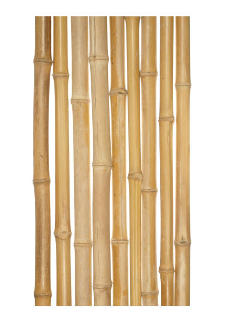 istock The trunks of various thicknesses of dry bamboo isolated on white background. 672585780