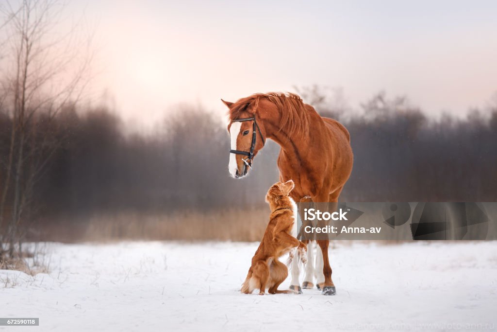 Nova Scotia Duck Tolling Retriever Dog and horse Nova Scotia Duck Tolling Retriever Dog and horse in the winter on the nature Dog Stock Photo