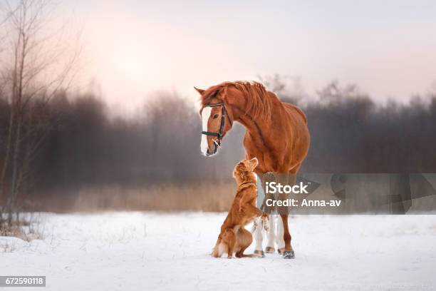 Nova Scotia Duck Tolling Retriever Dog And Horse Stock Photo - Download Image Now - Dog, Horse, Animal