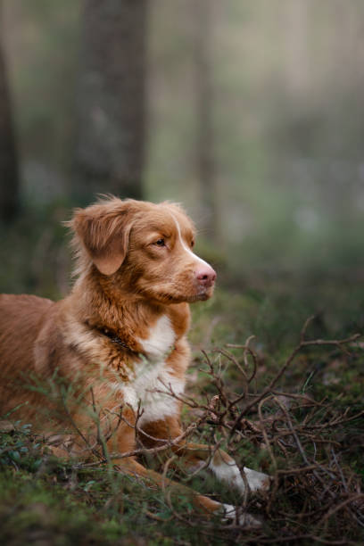 istock Nova Scotia Duck Tolling Retriever dog in summer forest 672590264