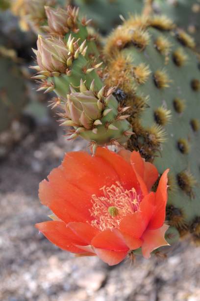 istock Vibrant Orange Cactus Flower 672590288