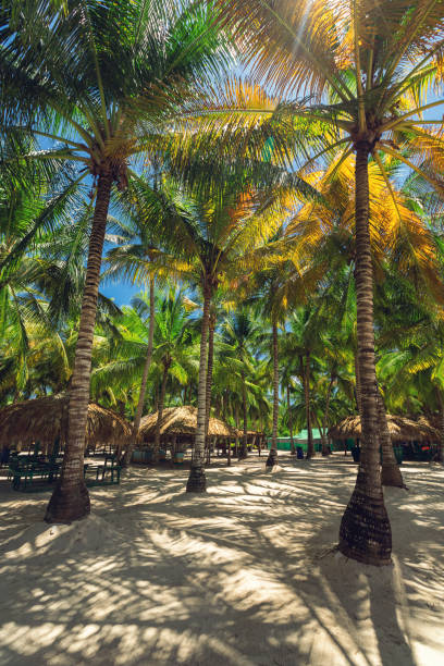 istock Coconut Palm trees on the tropical island beach 672590594