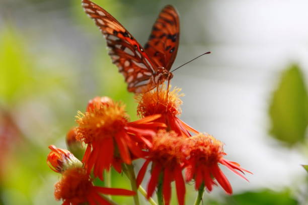 istock Gulf Fritillary butterfly is sitting on a Pseudogynoxys chenopodioides. 672590754