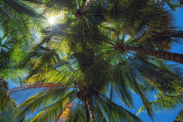 istock Coconut palm trees perspective view and blue sky 672590834