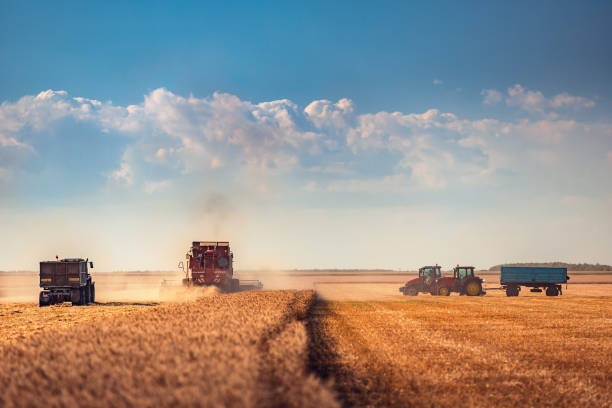 istock Combine harvester agriculture machine harvesting wheat field 672591500