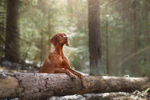 Vizsla dog lies on a tree