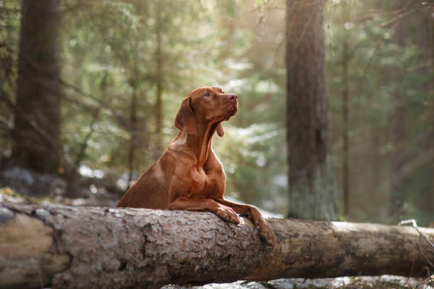 istock Vizsla dog in the woods 672593264