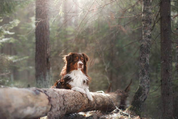 Australian Shepherd Dog in the Woods Australian Shepherd Dog lies on a tree australian shepherd stock pictures, royalty-free photos & images