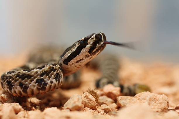 istock Rattlesnake Hissing on Rocks 672596402