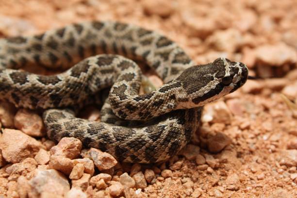 istock Rattlesnake Coiled Up on Rocks 672596490