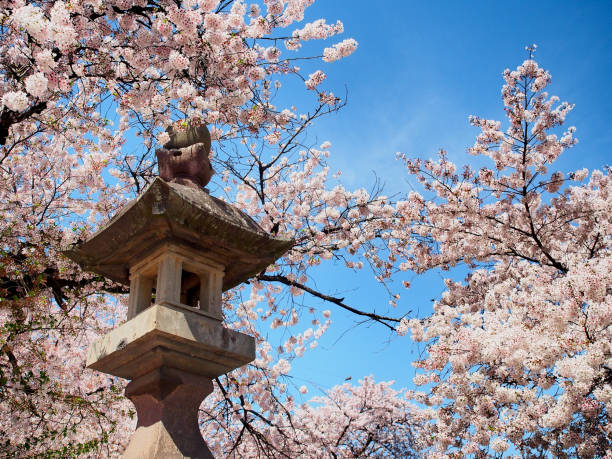 istock Small japan pagoda with sakura flower or cherry blossom. 672596834