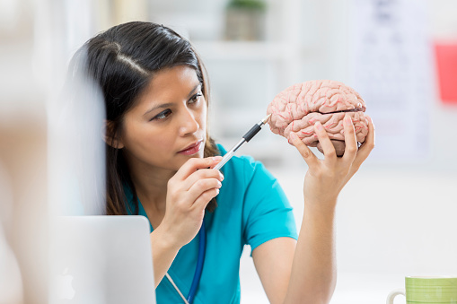 Serious female medical student uses a pen to point to a part of the human brain. She is examining a human brain model.