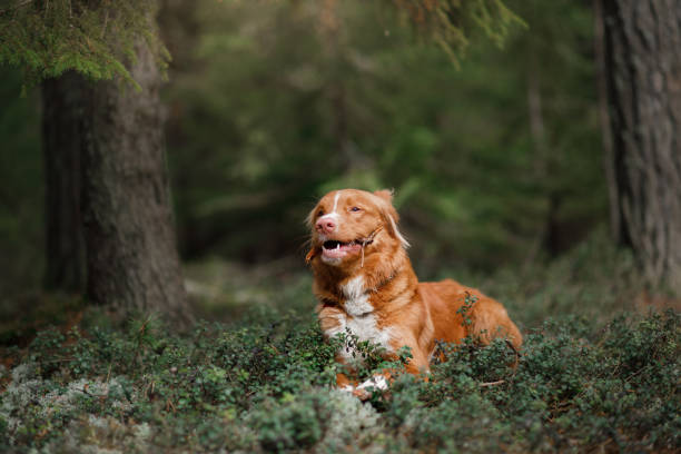 istock Nova Scotia Duck Tolling Retriever dog in summer forest 672597300