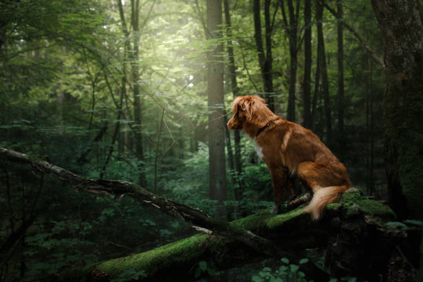 Nova Scotia Duck Tolling Retriever dog sitting among the trees