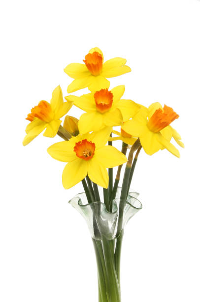 istock Daffodils in a vase closeup 672597550