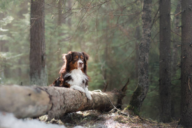 Australian Shepherd Dog lies on a tree