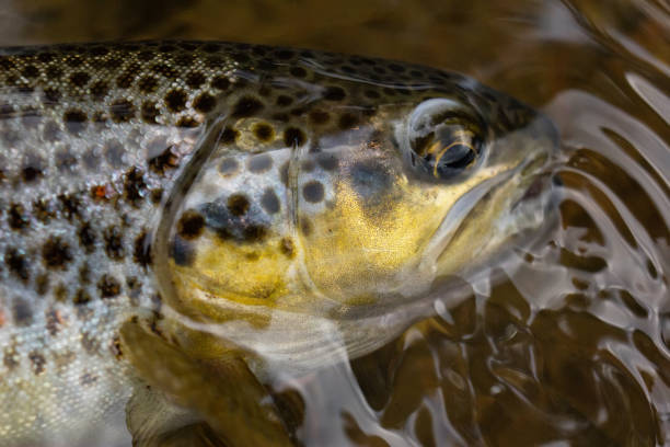 istock Closeup of brown trout 672600140