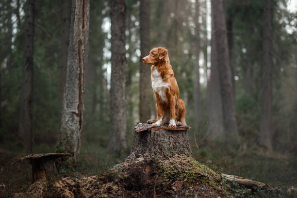 istock Nova Scotia Duck Tolling Retriever dog in summer forest 672600162