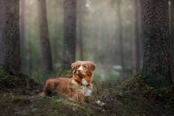 istock Nova Scotia Duck Tolling Retriever dog in summer forest 672600292