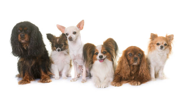 istock group of little dogs 672600472