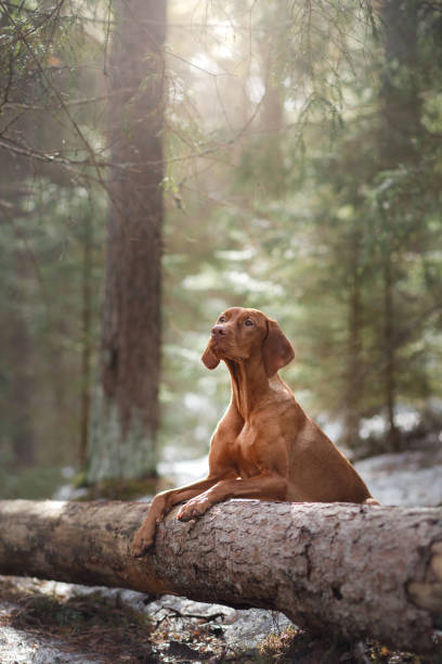 istock Vizsla dog in the woods 672600702