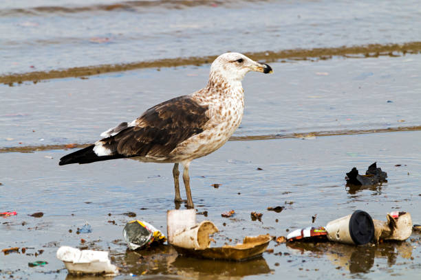 istock Petrel Bird Pecking at Pollution Debris in Harbor 672602920
